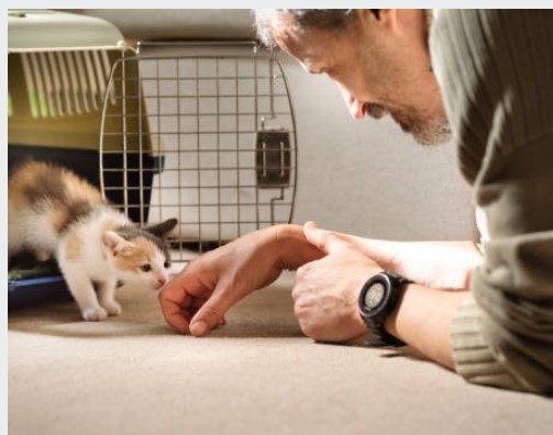 You adopted a cat! Now&nbsp;what?