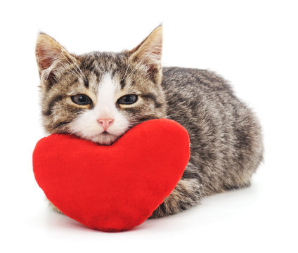 Cats – Good for the&nbsp;Heart!