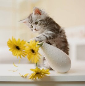 Kitten Behavior Challenges